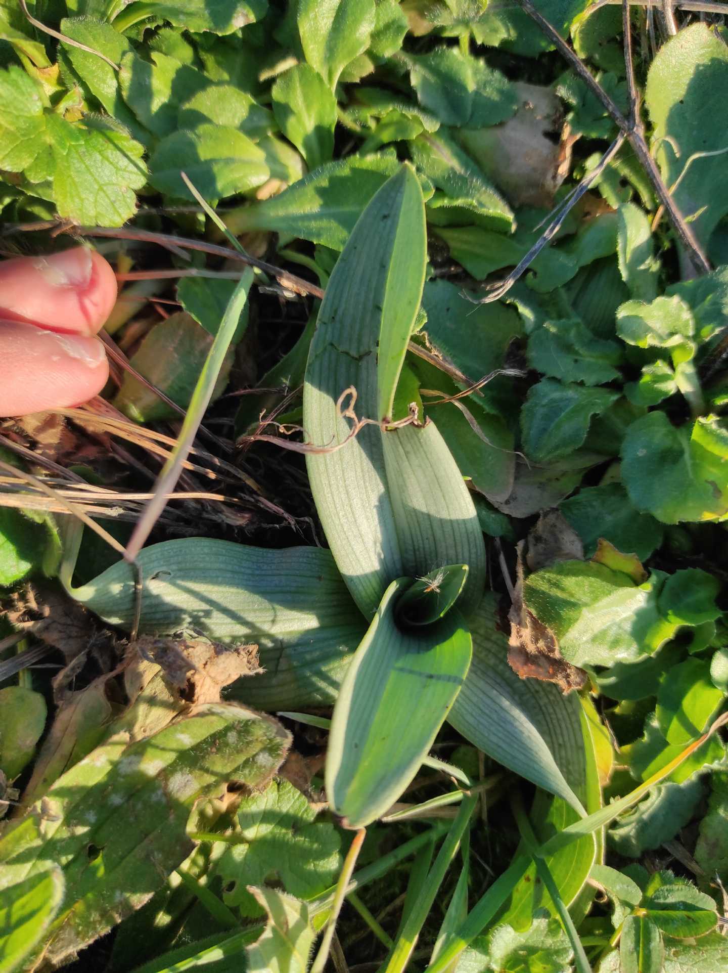 Identificazione rosette basali